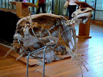 Meeresschildkröte im ozeanografischen Museum Monaco