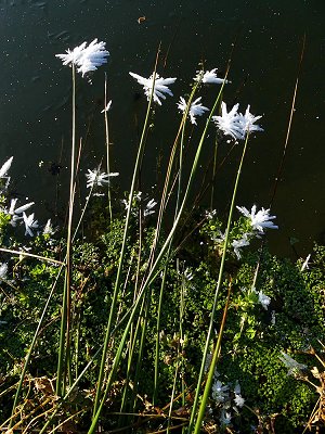 Horizontale Eisblumen auf einem zugefrorenen Teich