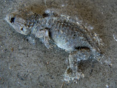 Totes Reptil auf dem Friedhof von Lucca in der Toskana