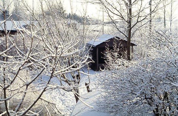 Snowing in my Garden
