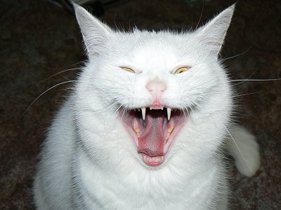 Dangerous Carnivore in my Living Room