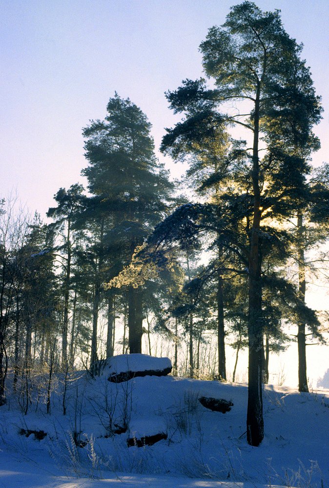 Pines at Wintertime