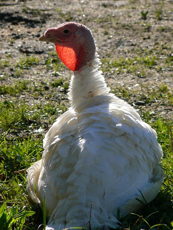 Photo Gallery: Turkey in Back Light