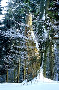 Stump in Wintertime