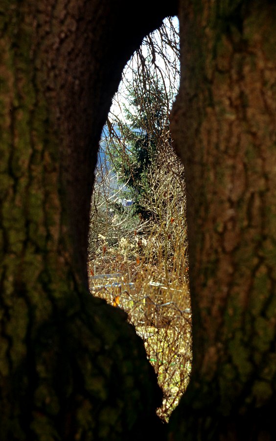 Blick durch den zweibeinigen Baum