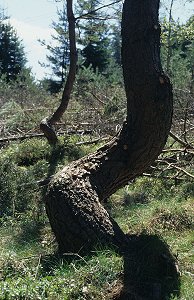 Corkscrew - Pine