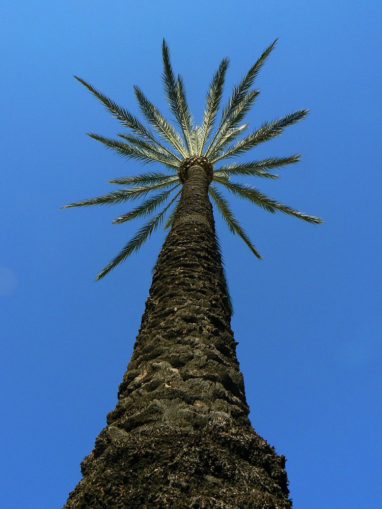Palmen an der Cote d'Azur