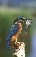 Kingfisher at the river Eger