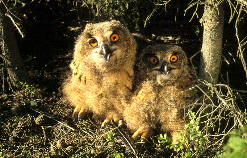 Eagle Owls (Bubo bubo)