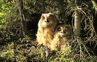 Young Eagle Owls