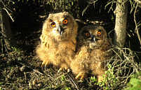 Young Eagle Owls