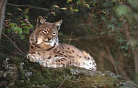 Lynx, Female
