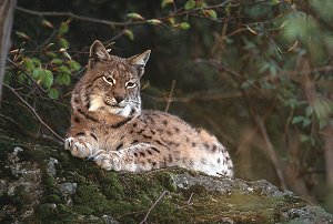 Luchsweibchen (Lynx Lynx)