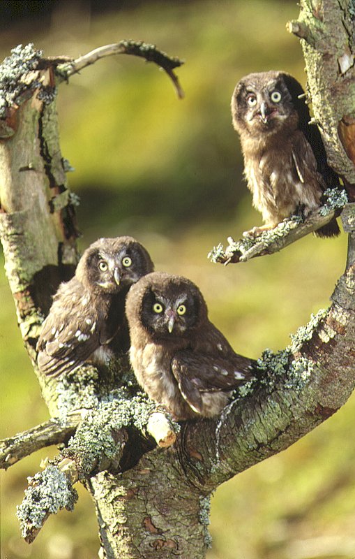 Young Boreal Owls / Tengmalm's Owls (Aegolius funereus)