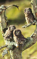 Tengmalm's Owls