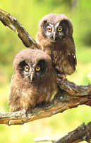 Young Tengmalm's Owls