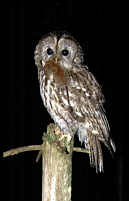 Tawny Owl (Strix aluco) with Bank Vole (Clethrionomys glareolus)