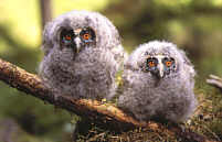 Young Long-Eared Owls (Asio otus)