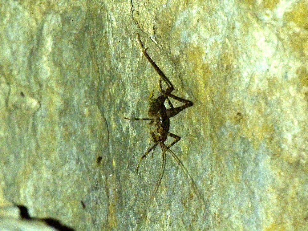 Höhlenschrecken - Langfühlerschrecken