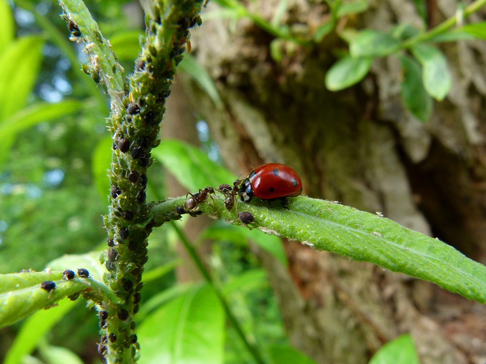 Marienkäfer gegen Ameisen und Blattläuse