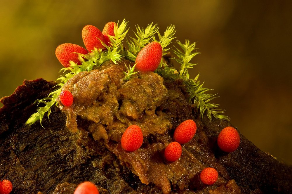 Rote Schleimpilz-Fruchtkörper