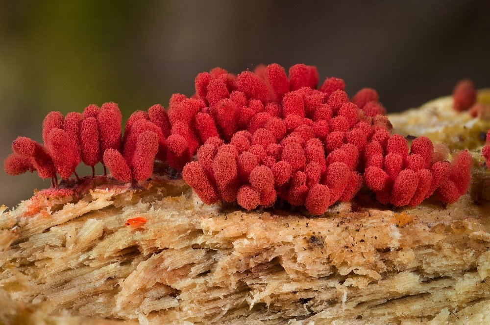 Roter Schleimpilz, Fruchtkörper