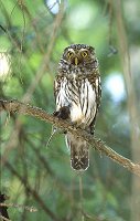 Eurasian Pygmy Owl with prey