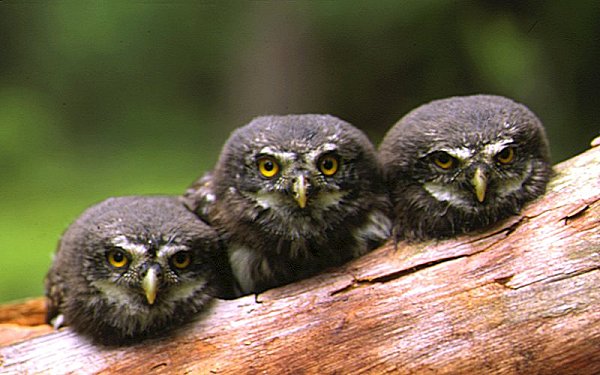 Eurasian Pygmy Owls - Glaucidium passerinum