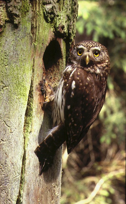 Eurasian Pygmy Owl - Glaucidium passerinum