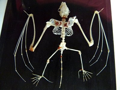 Fledermausskelett