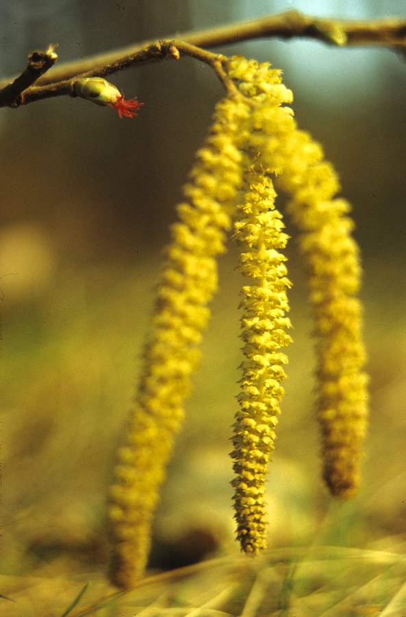 Haselnuss - Corylus avellana