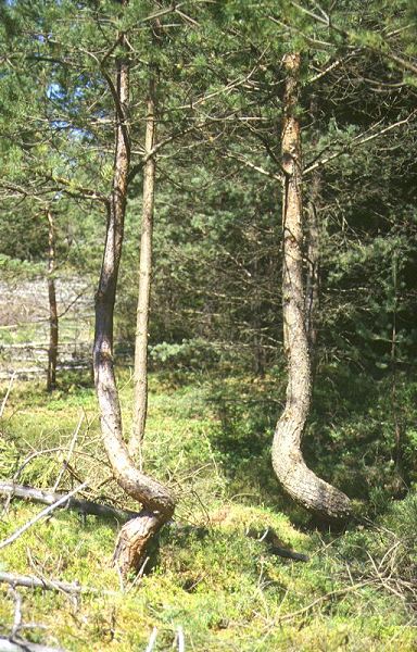 Pines with habitus like a corkscrew