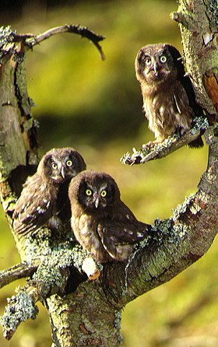 Tengmalm's Owls