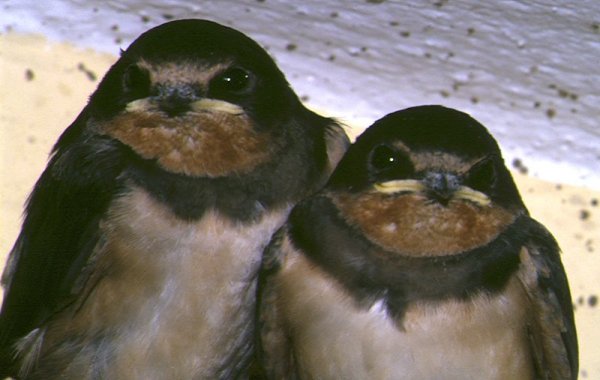 Young Swallows - Hirundo rustica