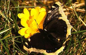 Butterfly Vanessa antiopa