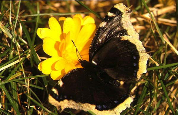 Butterfly (Vanessa antiopa)