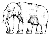 Wie viele Beine hat der Elefant?