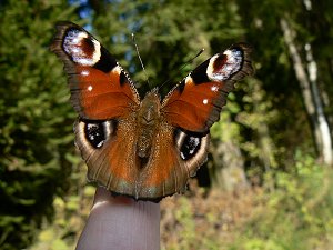 Schmetterling Tagpfauenauge